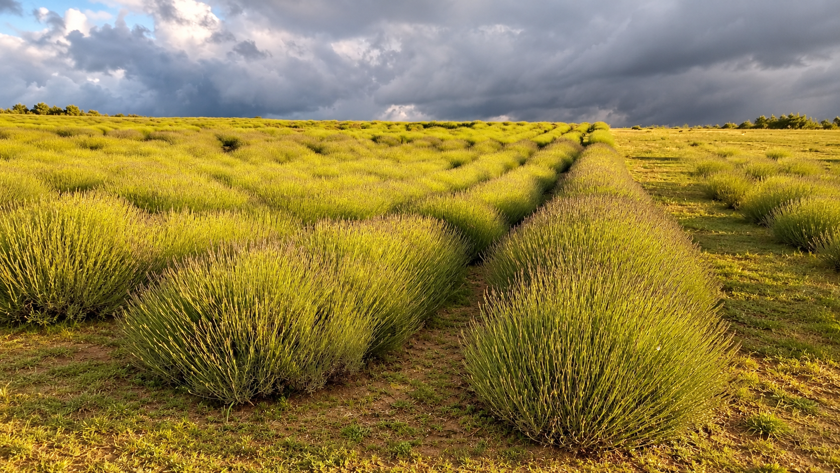 Hileras de plantas aromáticas cultivadas en el predio